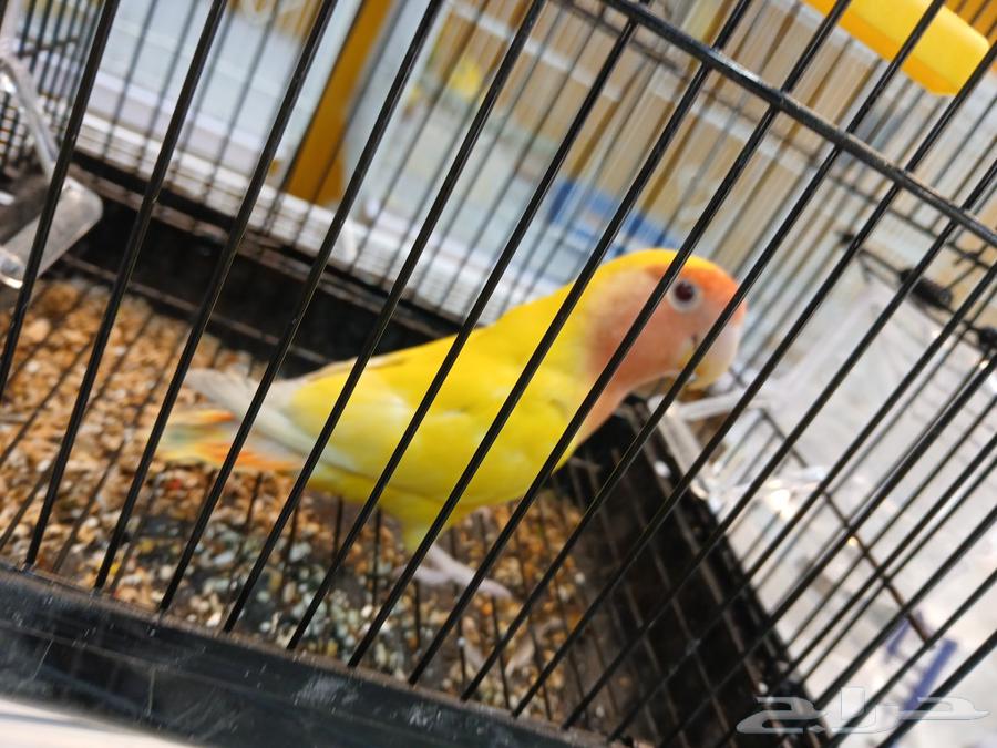 Tame birds come to hand and don't bite, so come and take a picture.63171076047875113