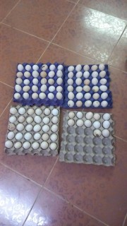 Fresh local eggs63169663883650111