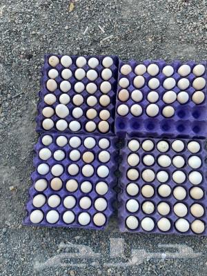 Fresh local eggs63169663883650112