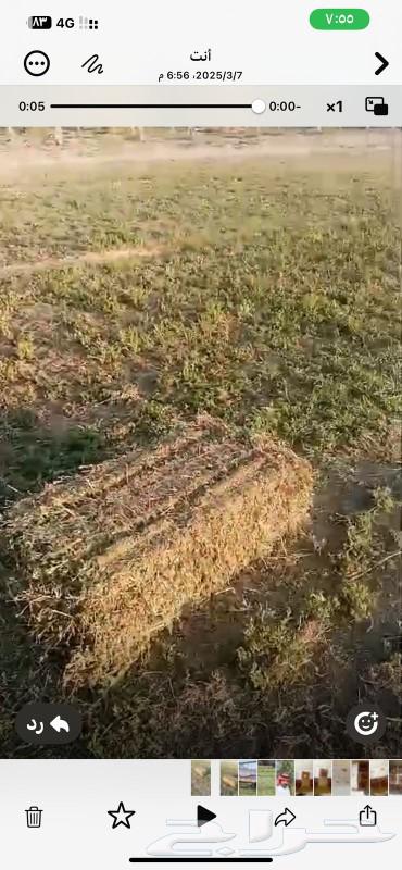 Mixed clover for sale stone63169210133635111