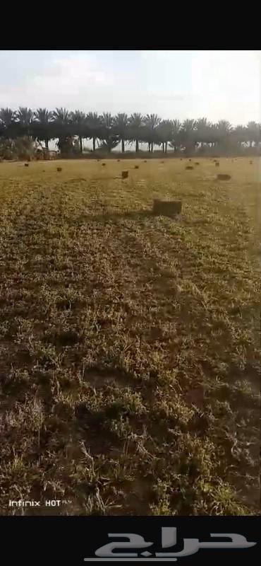 Mixed clover for sale stone63169210133635112