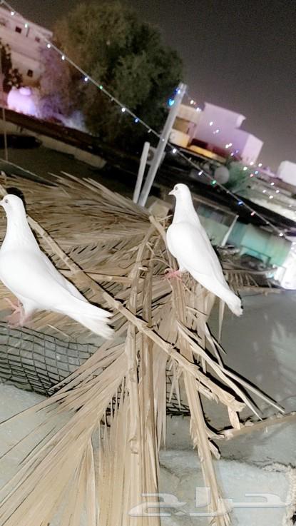 (Sold) White San'ani couple63168252237698112