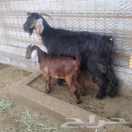 Show you a goat behind him63169679995138112