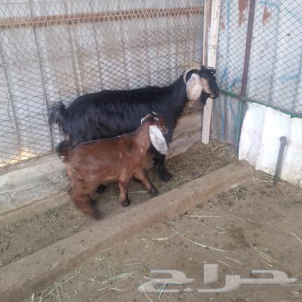 Show you a goat behind him63169679995138111