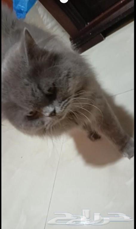 For adoption only63168719380739112