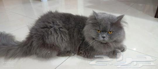 For adoption only63168719380739111