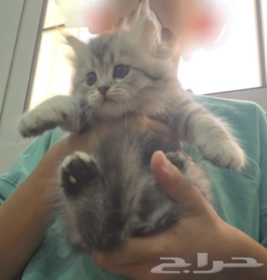 Scotch Fold, 5 weeks old, for sale63168730999426112