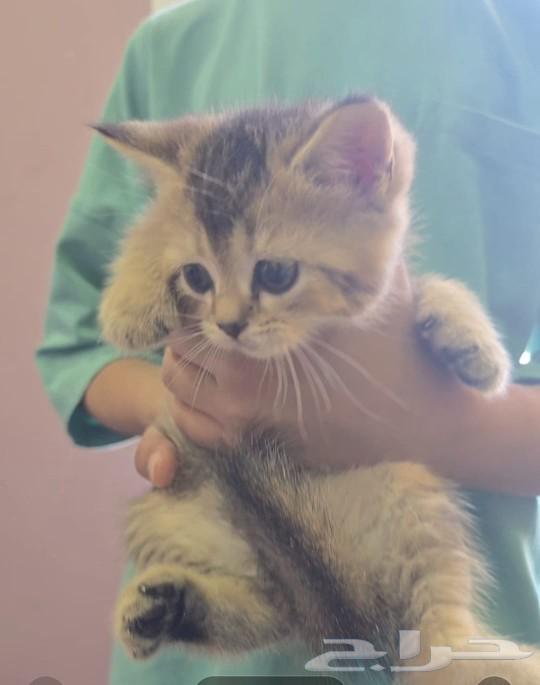 Scotch Fold, 5 weeks old, for sale63168730999426113