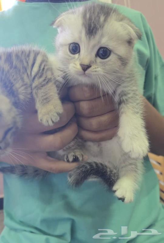 Scotch Fold, 5 weeks old, for sale63168730999426114