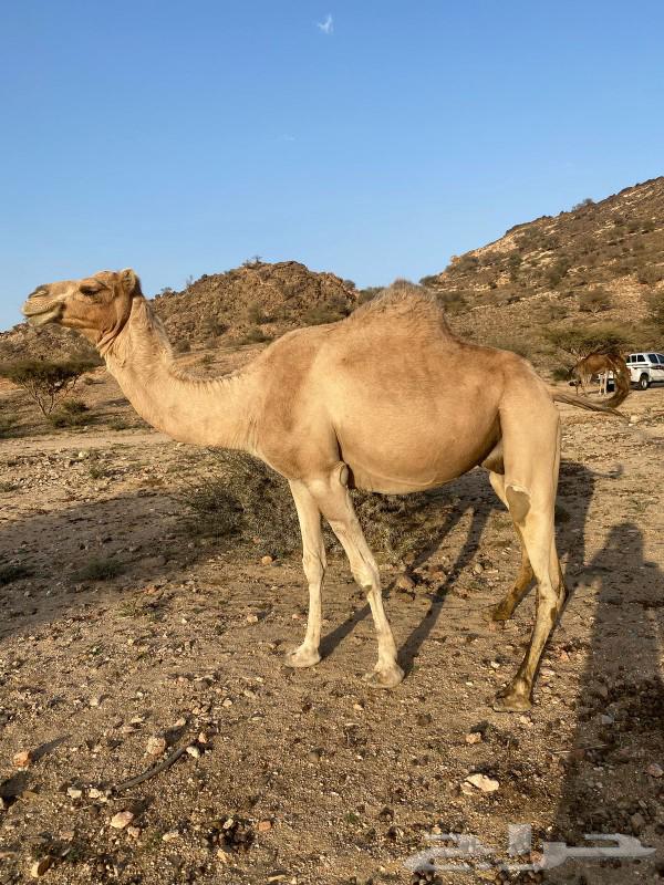 A she-camel for sale63169202836867112