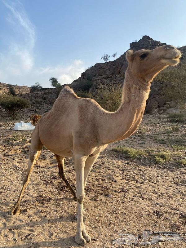 A she-camel for sale63169202836867111