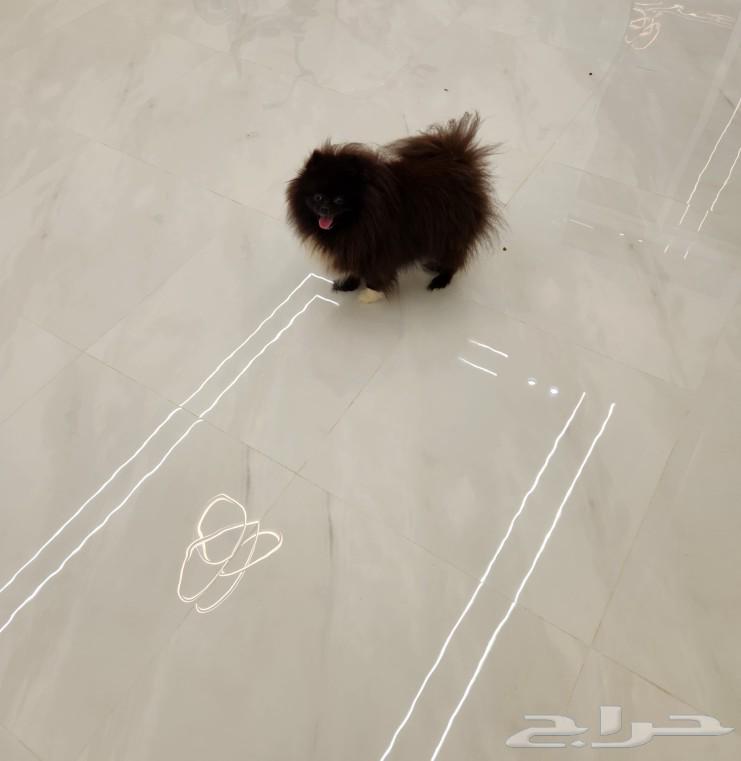 Female Teddy face Pomeranian dog for sale63169194671361111