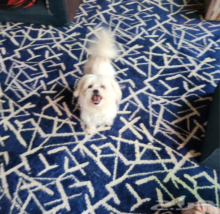 Mini Maltese dog for sale631692063546891110