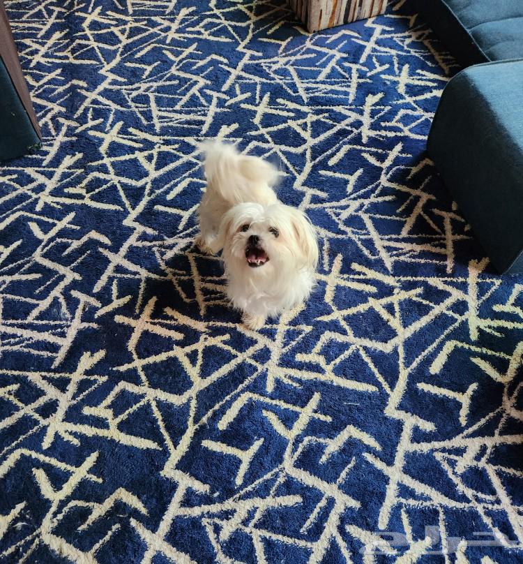 Mini Maltese dog for sale63169206354689112