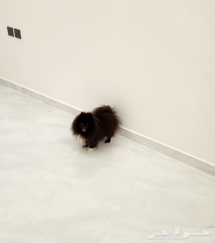 Female Teddy face Pomeranian dog for sale631691946713611111
