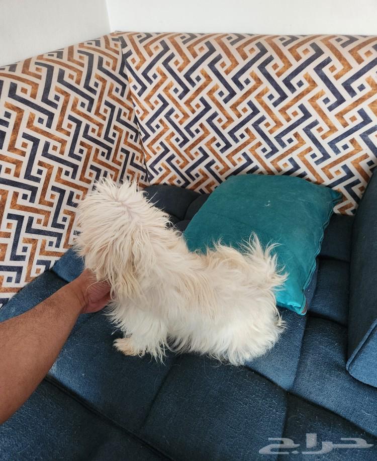 Mini Maltese dog for sale63169206354689111
