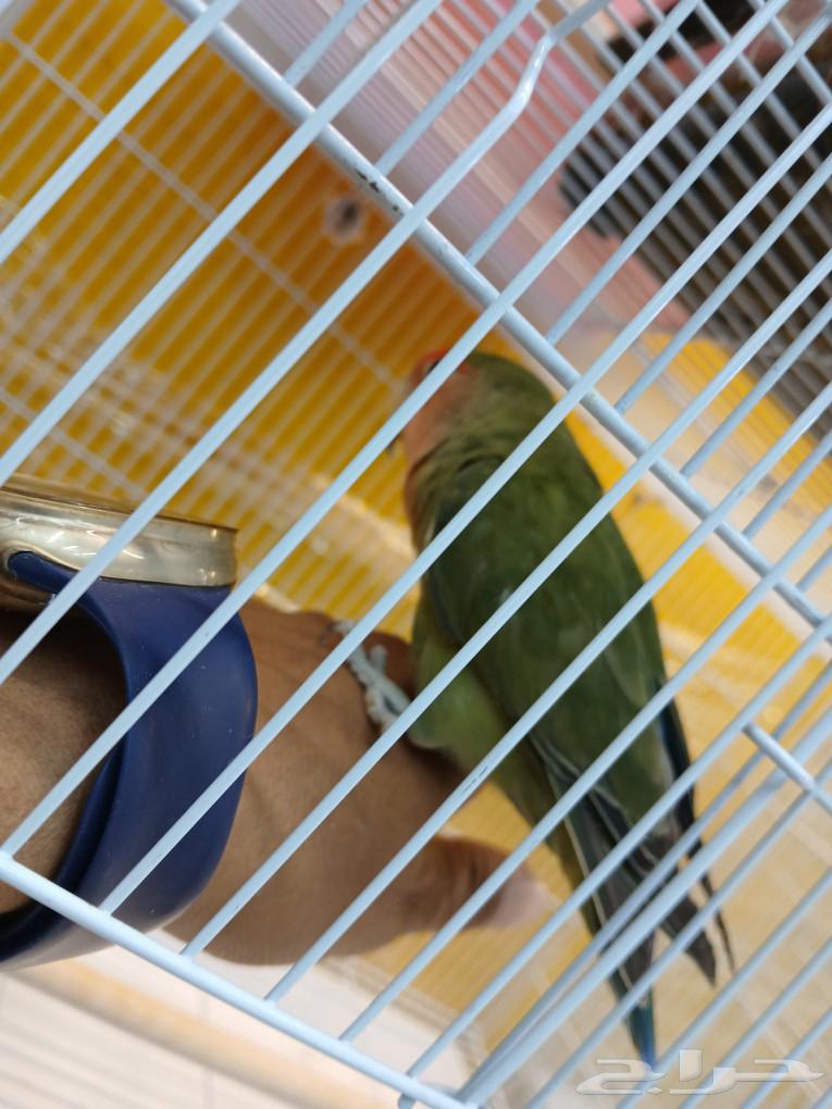 Tame birds come to hand and don't bite, so come and take a picture.63171076047875114