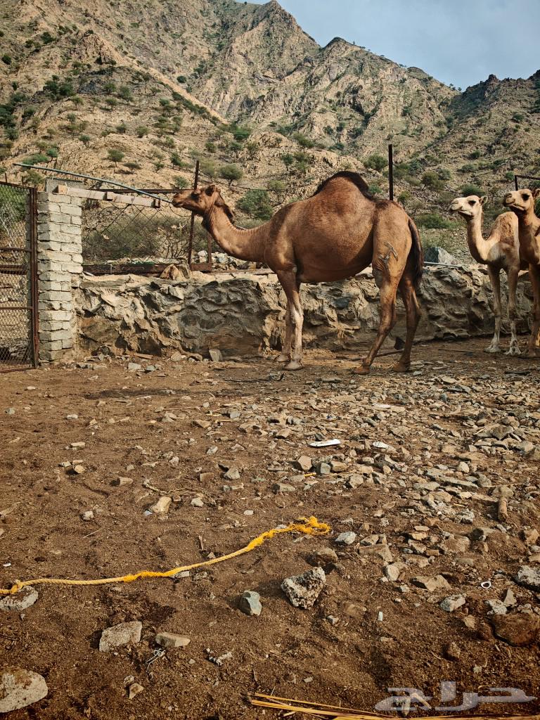 A strong, healthy female camel is for sale, and there is a video available for her.63171531812481117