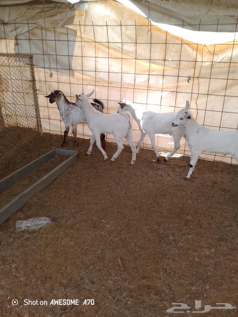Tious Bichia, a breeder of sheep in the forest.63170157981699114