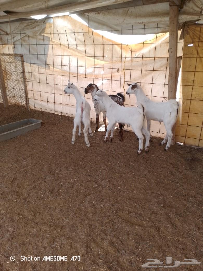 Tious Bichia, a breeder of sheep in the forest.63170157981699112