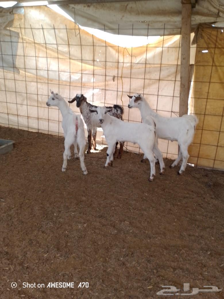 Tious Bichia, a breeder of sheep in the forest.63170157981699111