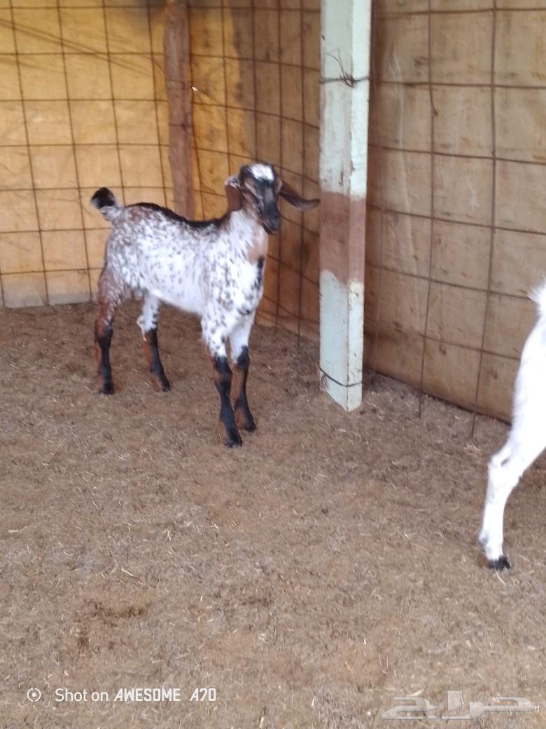 Tious Bichia, a breeder of sheep in the forest.63170157981699113