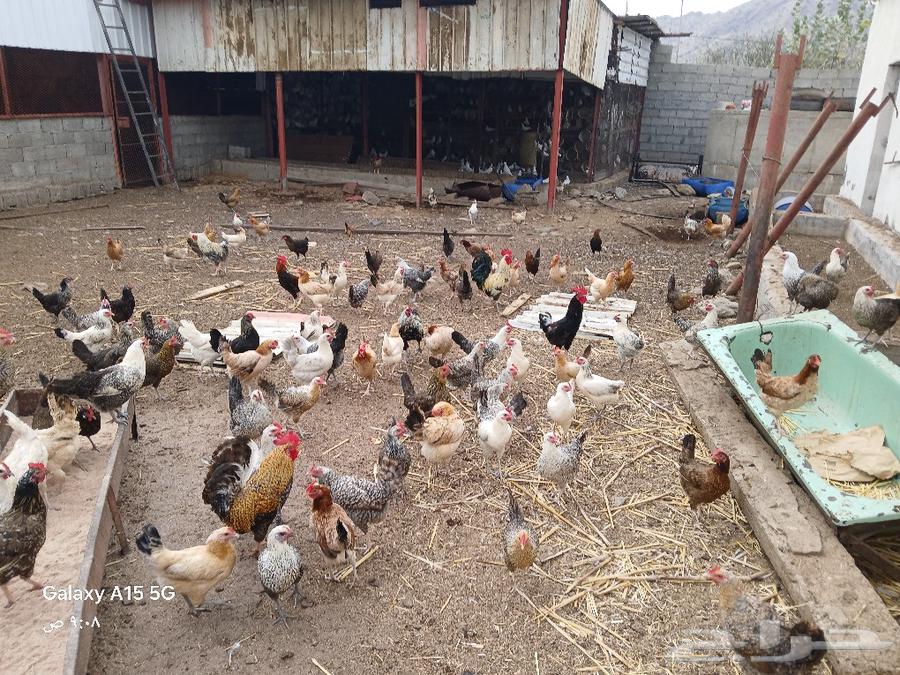 Local white chickens for sale, located in Al-Shu'ara.631677953021451113