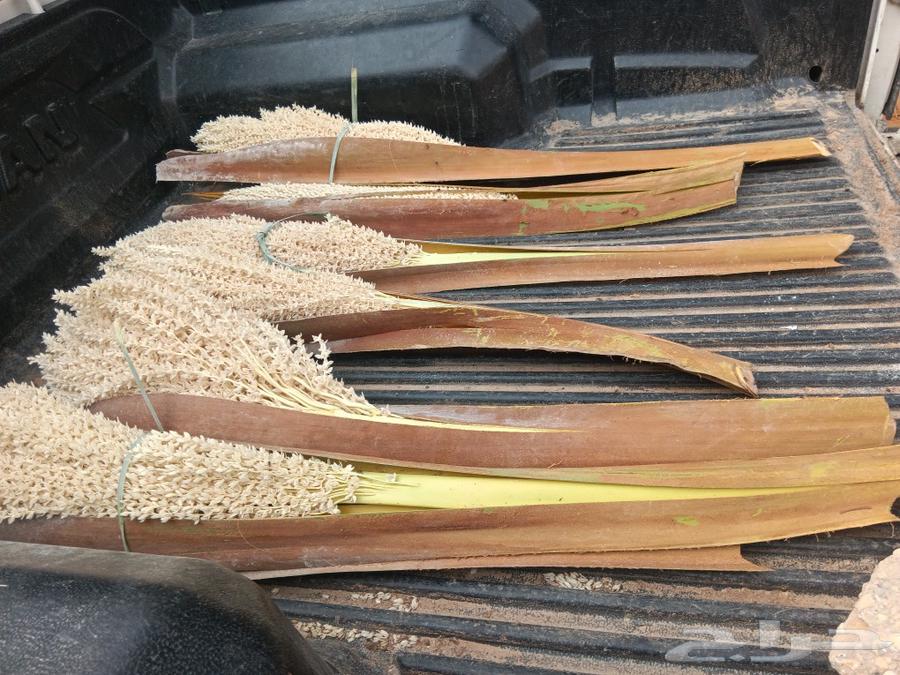 يوجد لدنيا لقاح قص جديد وحبه كبيره بودرة فل63167308934018112
