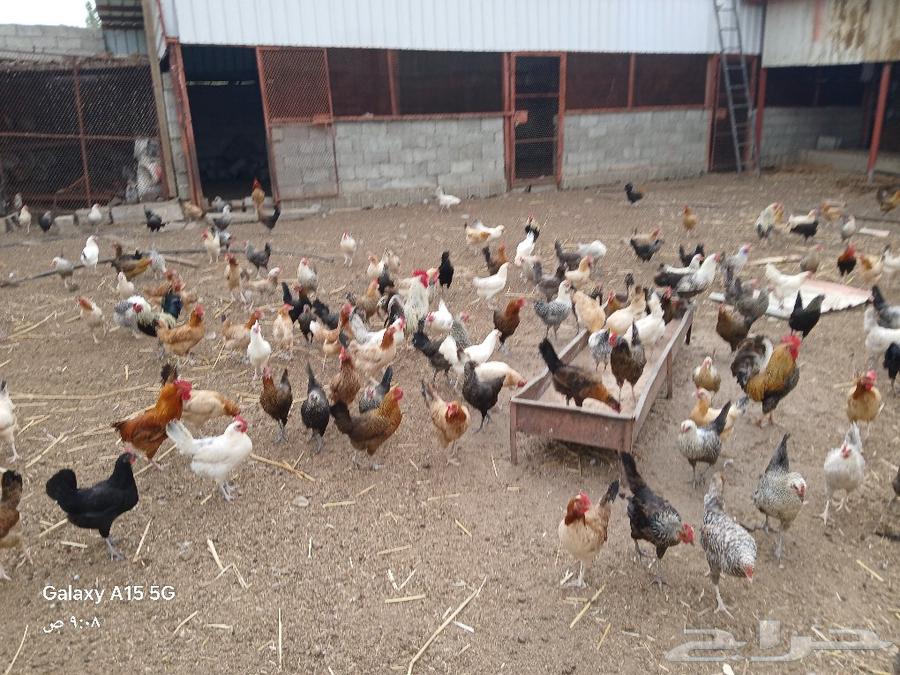 Local white chickens for sale, located in Al-Shu'ara.63167795302145114
