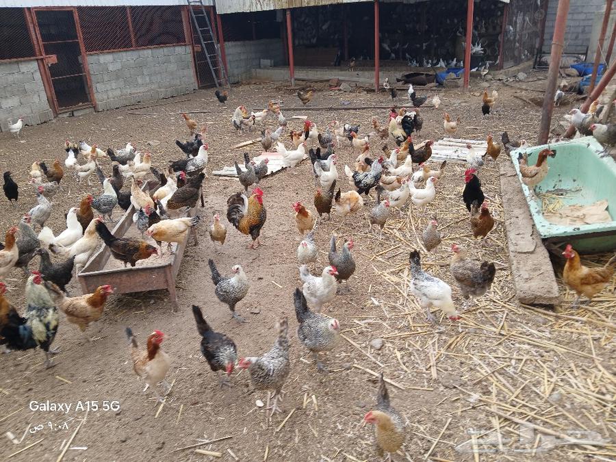 Local white chickens for sale, located in Al-Shu'ara.63167795302145113