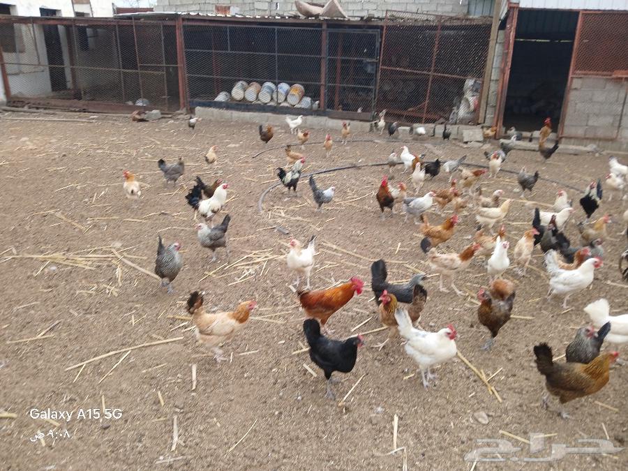 Local white chickens for sale, located in Al-Shu'ara.63167795302145112