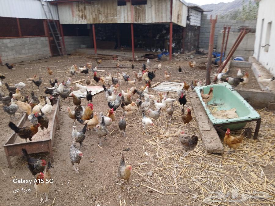 Local white chickens for sale, located in Al-Shu'ara.63167795302145111
