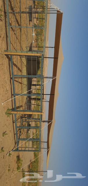 Umbrella umbrella sheep Apple warehouse63167775252865111