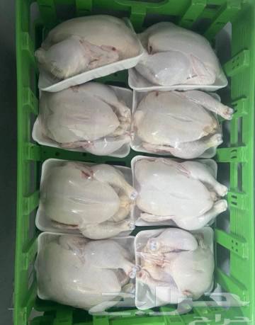 Broiler chicken63165911798019113