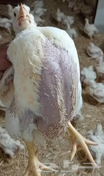 Broiler chicken63165911798019111
