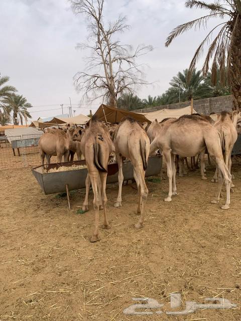 حشوان صومالية جملة وتفريد بمزارع الأصايل بالمزاحمية63166851795843113