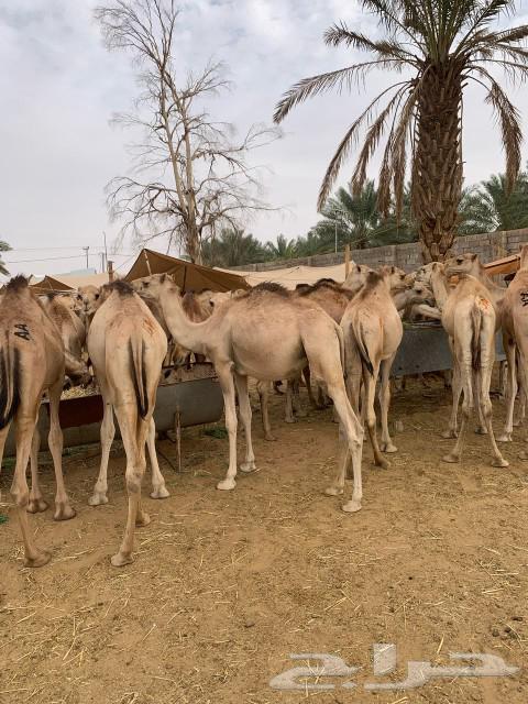 حشوان صومالية جملة وتفريد بمزارع الأصايل بالمزاحمية63166851795843112