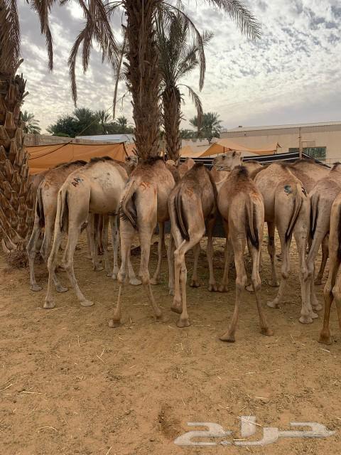 حشوان صومالية جملة وتفريد بمزارع الأصايل بالمزاحمية63166851795843111