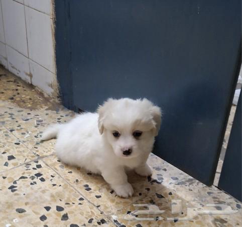 Puppy for adoption at a symbolic price63172896221185113