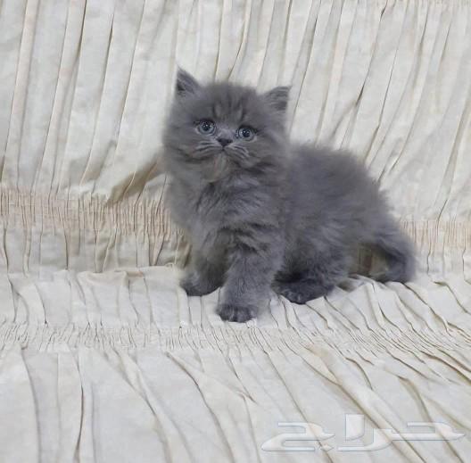 Two small kittens for sale, Persian cross with a flat face63505428128770111