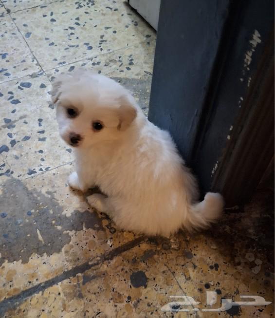 Puppy for adoption at a symbolic price63172896221185112