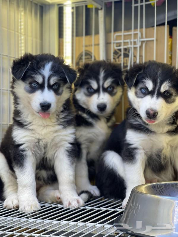 Siberian Huskies are dying.63180098904451112