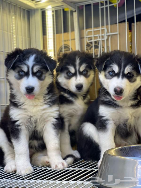 Siberian Huskies are dying.63180098904451110