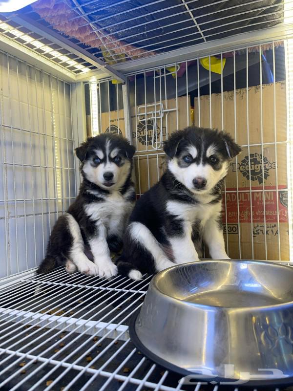 Siberian Huskies are dying.63180098904451111