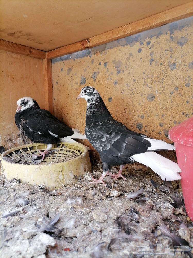 طبات قطايف للبيع (تم البيع)63166837155458113