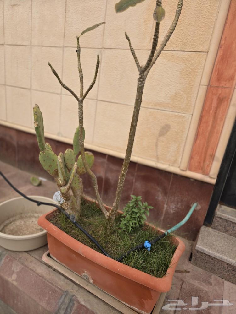 مراكن زراعيه للبيع المستعجل63167799155075115