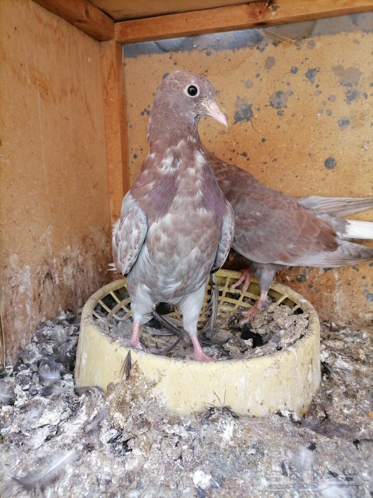 طبات قطايف للبيع (تم البيع)63166837155458112
