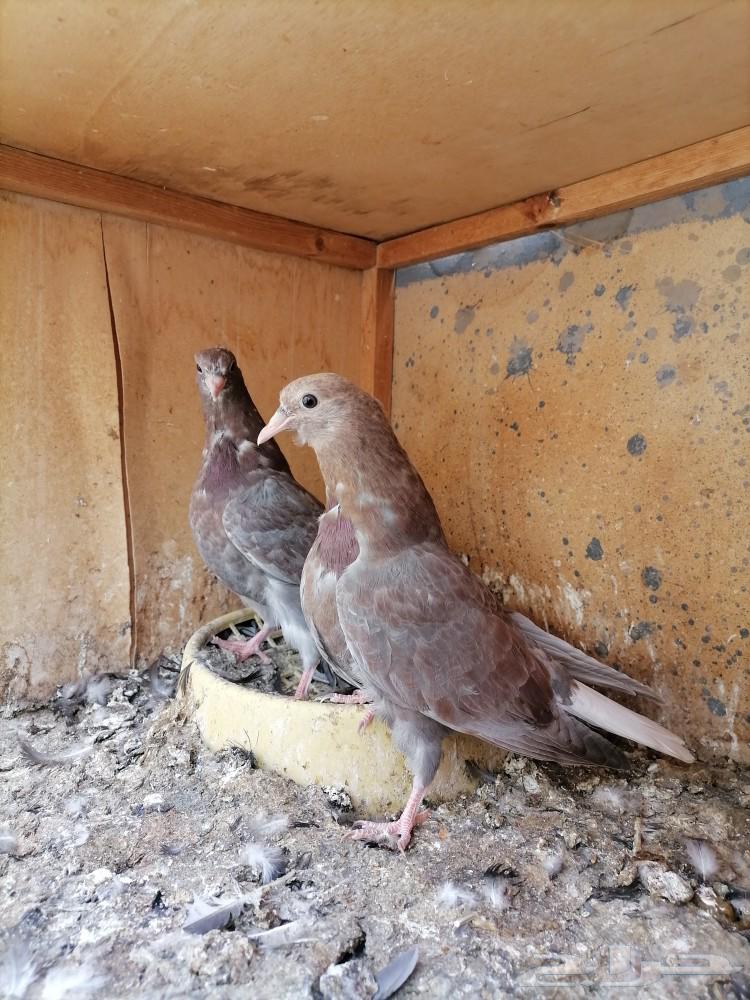 طبات قطايف للبيع (تم البيع)631668371554581119