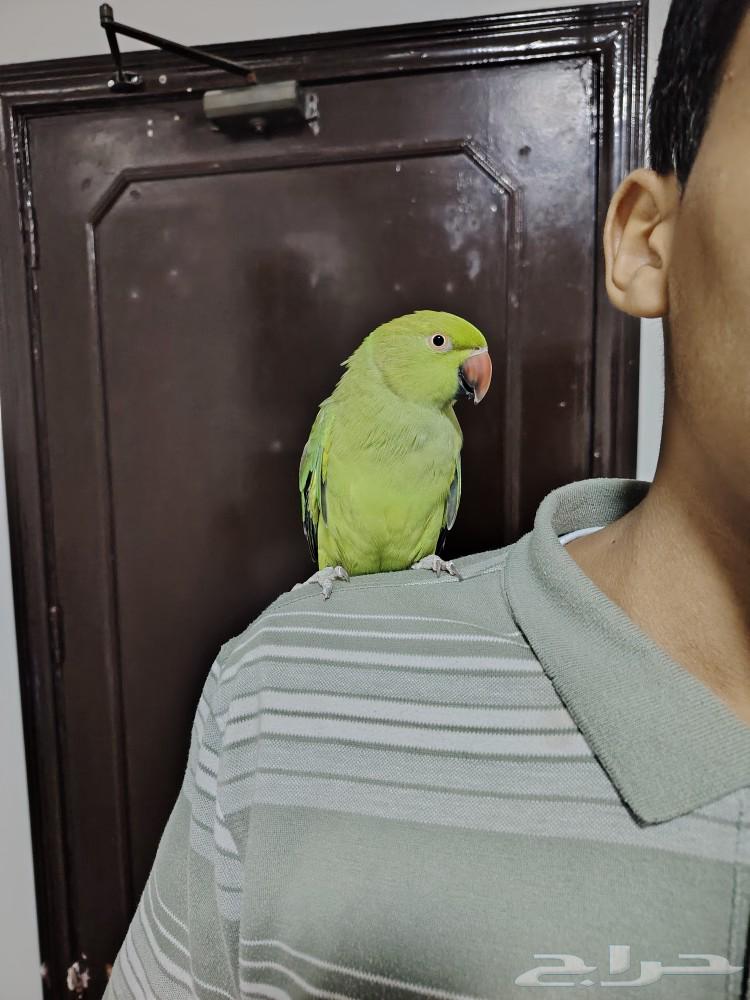 Dara Hindi Alif63009525717507112