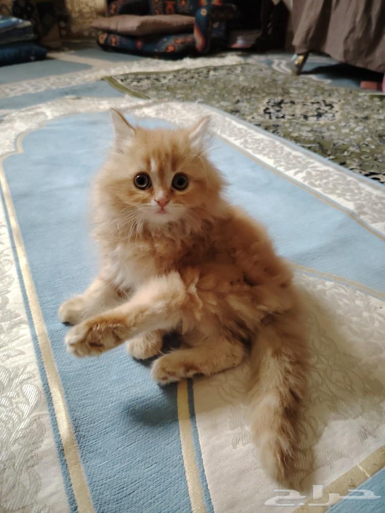 قطط شيرازي جولدن مطعمة63167799298690111